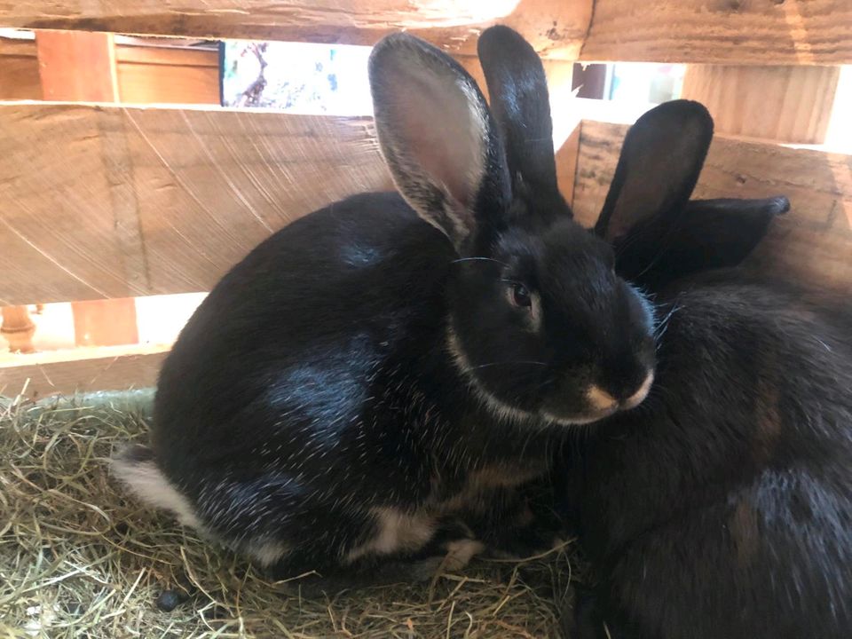 Kaninchen Weißgrannen 2 Weibchen 1 Männchen in Unterschleißheim