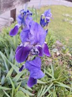 Lila Schwertlilien Iris Pflanzen winterhart für den Garten Baden-Württemberg - Schömberg Vorschau