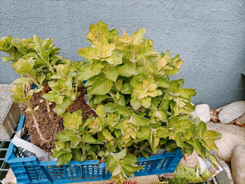 Goldfelberich Staude in Wäschenbeuren