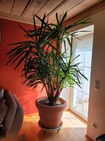 Xxl yucca palme Garten Pflanze Topf Bayern - Grattersdorf Vorschau