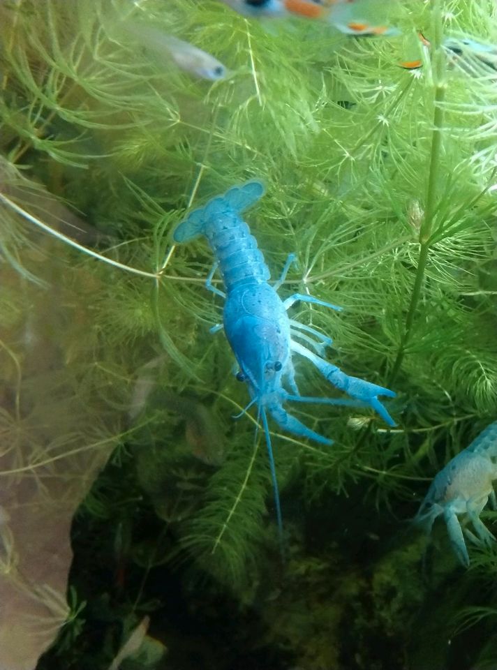 Blauer Floridakrebs (Procambarus alleni) in Siek