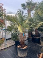 Hanfpalme Trachycarpus fortunei winterhart Baden-Württemberg - Altlußheim Vorschau