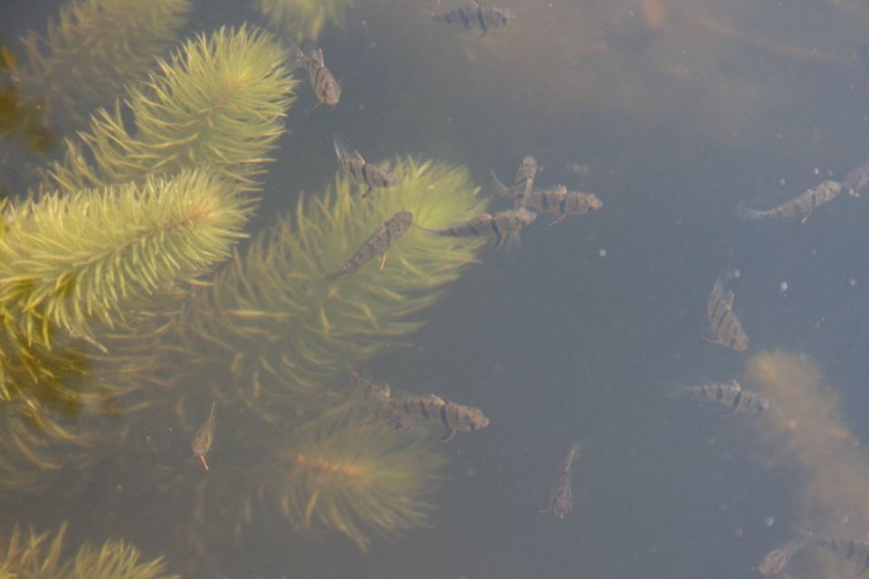 Scheibenbarsch - Enneacanthus chaetodon, Fische, Gartenteich in Oranienburg