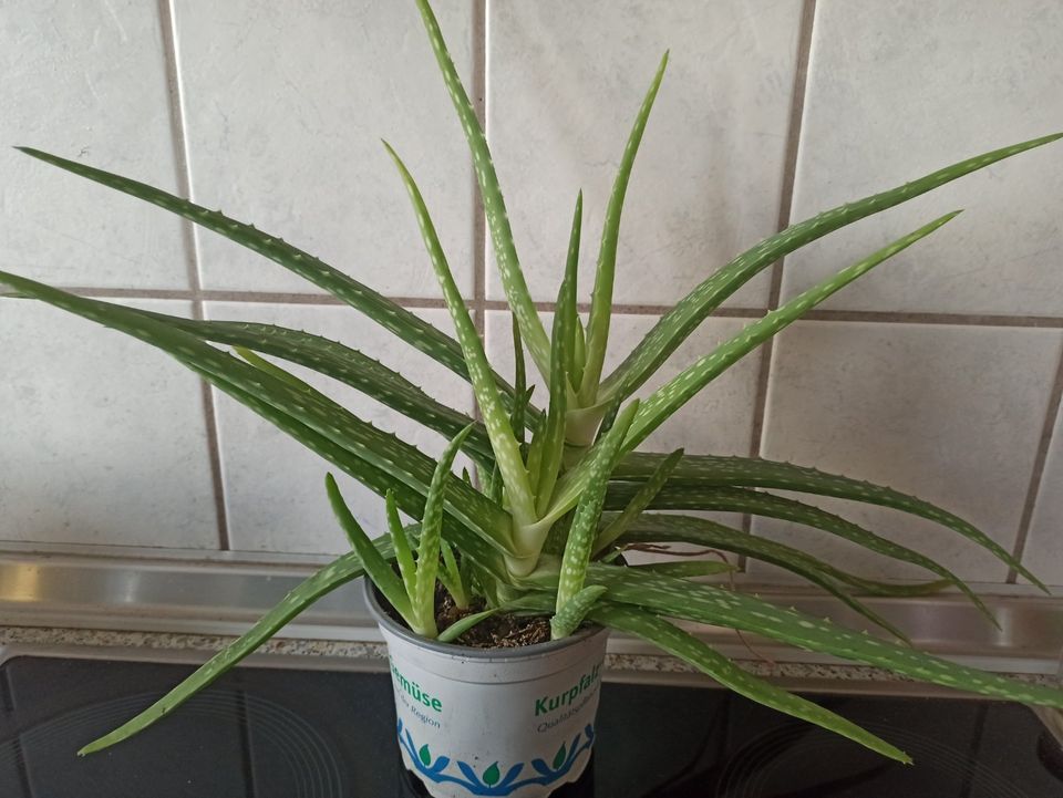 Echte Aloe Vera Barbadensis Miller sweet, essbar:einzige o. Aloin in Haßloch