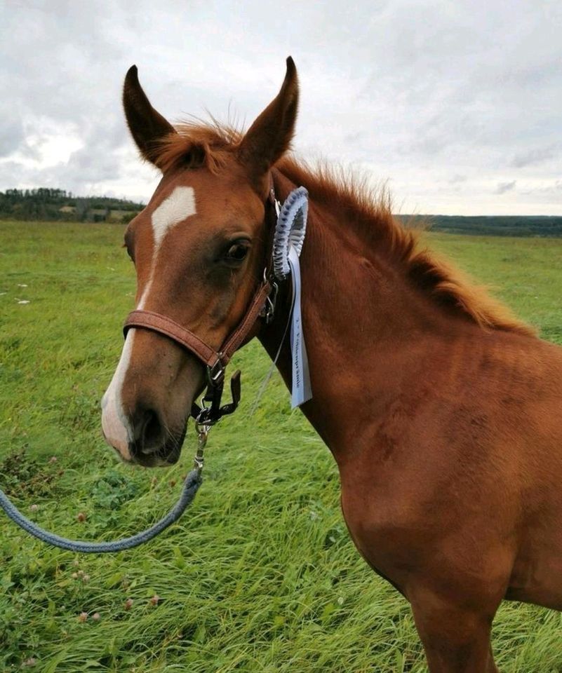 Vollblutaraber prämiertes Hengstfohlen in Harzgerode