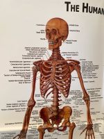 Anatomie Poster / Anatomy Poster Human Anatomy Bayern - Bad Windsheim Vorschau