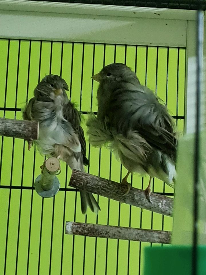 Kanarienvögel "Pariser Trompeter " in Hohenlockstedt