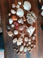 Muscheln Korallen aus dem Nachlass einer Geografielehrerin Baden-Württemberg - Sinsheim Vorschau