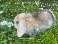 Zwergwidder, Löwenwidder, Zwergkaninchen, Mini Lop Bayern - Gröbenzell Vorschau