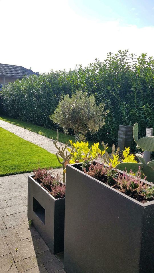 Sträucher schneiden Hecke Garten Weißdorn liguster Lorbeerschnitt in Goch