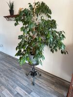 Pflanze Ficus Benjamini Niedersachsen - Moormerland Vorschau