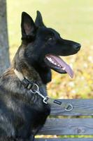 Halsband und Leine Wolters Gr. L Bayern - Syrgenstein Vorschau
