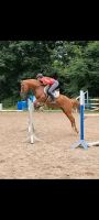 Reitbeteiligung ( Pferd sucht Reiter ) Schleswig-Holstein - Trittau Vorschau