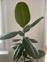 Gummibaum Ficus Elastica 1m Indoorpflanze Friedrichshain-Kreuzberg - Friedrichshain Vorschau