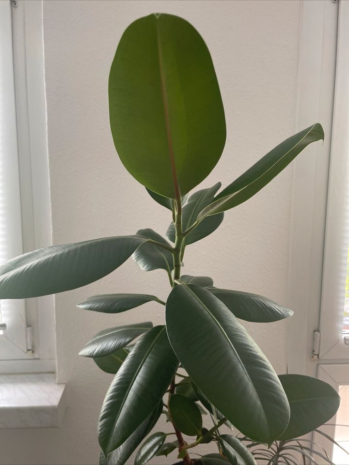 Gummibaum Ficus Elastica 1m Indoorpflanze in Berlin