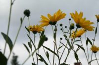 Staudensonnenblume - 20 Ableger aus dem Garten Köln - Esch Vorschau