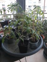 Tomaten Pflanzen, Stabtomaten Bayern - Augsburg Vorschau