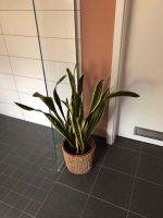 Großer Bogenhanf (Sansevieria Laurentii) Bielefeld - Joellenbeck Vorschau