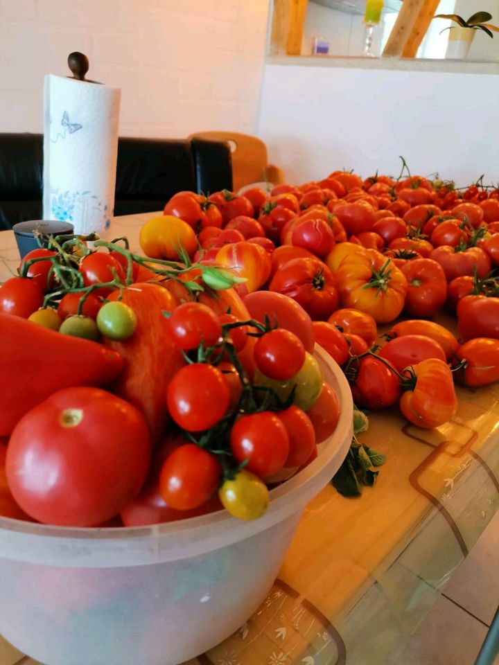 Tomaten Pflanzen  BIO für Gewächshäuser und draußen in Haigerloch