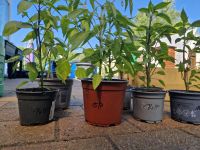 Pflanzen, Tomaten, Paprika und Chili Brandenburg - Wusterwitz Vorschau