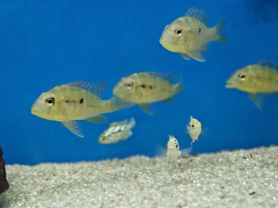 Gymnogeophagus balzanii, Ballonkopf-Erdfresser in Rügland