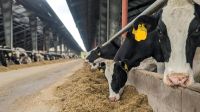 Landwirt/ Mitarbeiter für Milchviehbetrieb gesucht Schleswig-Holstein - Stafstedt Vorschau