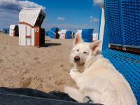 Urlaub gegen Hand (Mithilfe) Schleswig-Holstein - Wagersrott Vorschau