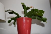 Weihnachtskaktus / Schlumbergera truncata, mit Topf Rheinland-Pfalz - Kaiserslautern Vorschau