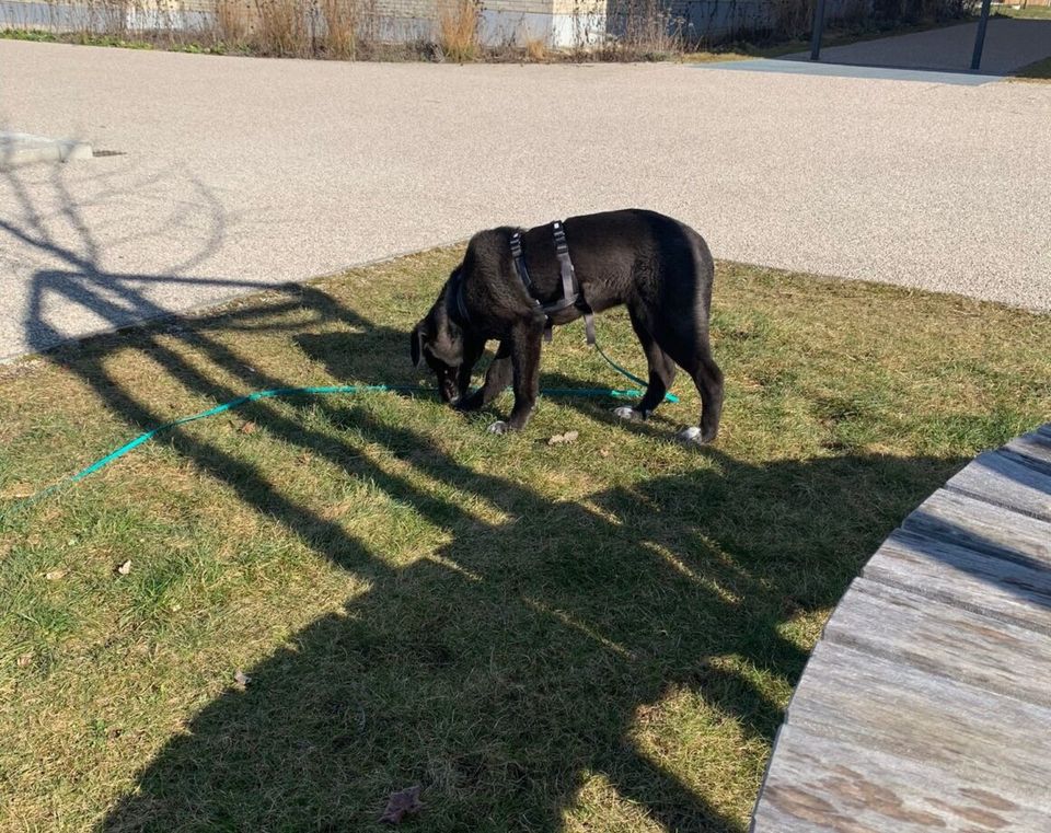 Carley sucht ihre Menschen in Schmalkalden