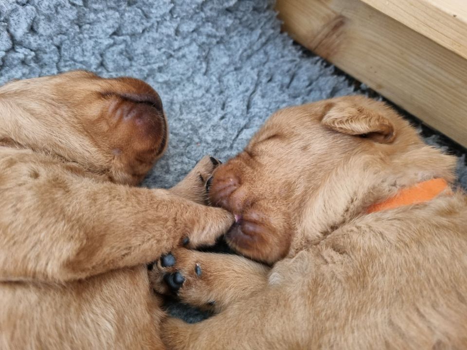 Labradorwelpen foxred Top-Verpaarung/251 Gen-Untersuchungen aus seriöser, professioneller Liebhaberzucht in Maisach