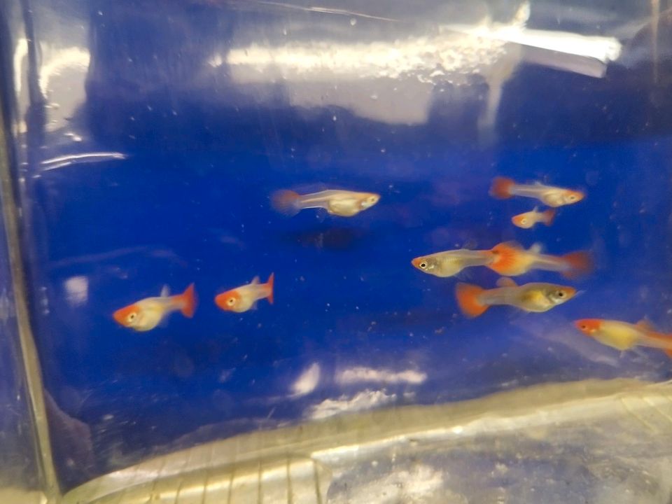 Koi Guppy Nachzuchten in Berge (bei Perleberg)