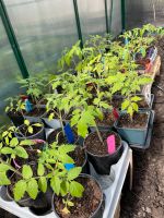 Bio Tomaten Pflanzen demeter seltene schwarze weiße Sachsen-Anhalt - Halle Vorschau