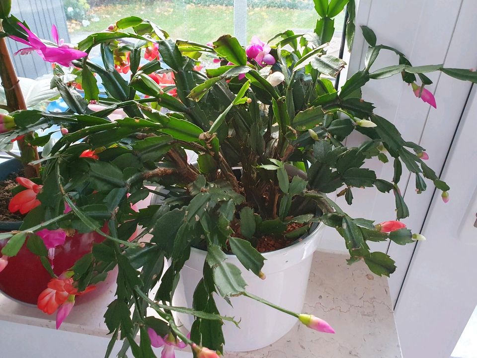 Steckling Ableger Schlumbergera Weihnachtskaktus in Rhede