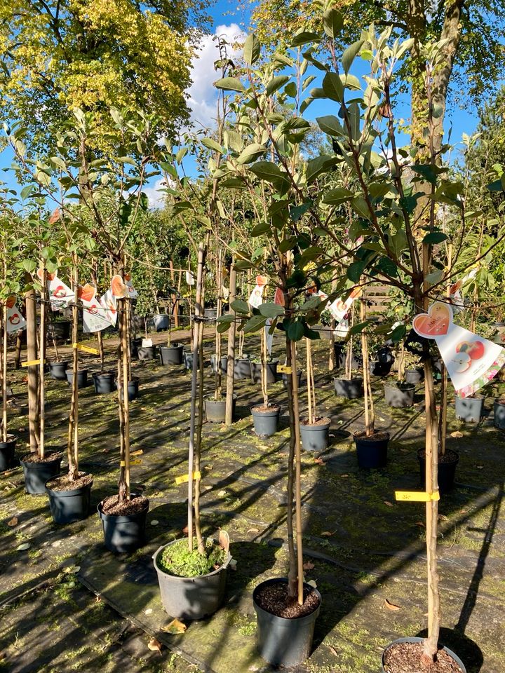 Apfelbäume in großer Auswahl! zB. Elstar, Boskoop und viele mehr! in Oldenburg