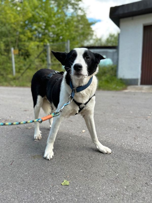 Flik, menschenbezogener Rüde, geb.: 2017 / SH 50cm in Zaisenhausen