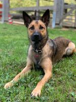 Hündin, 3 Jahre alt, Malinoi - Altdeutscher Hütehund - Mix Bayern - Buttenwiesen Vorschau