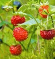 Walderdbeeren Erdbeeren Garten Pflanzen Niedersachsen - Ahausen Vorschau