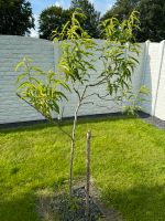 Pfirsichbaum Pfirsich Pflanze Baum, 200 cm hoch Nordrhein-Westfalen - Heinsberg Vorschau