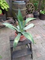 Agave mit Topf Duisburg - Rheinhausen Vorschau