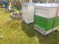 Bienenvölker, Zadant (Brutraumzarge) Imker, Bienen, Carnica, Nordrhein-Westfalen - Düren Vorschau