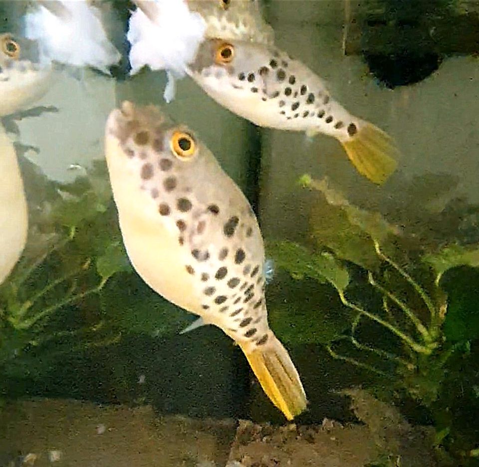 Leopardkugelfisch - Tetraodon schoudeteni in Leinfelden-Echterdingen