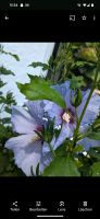 Garten Hibiskus Blau Bayern - Kolbermoor Vorschau