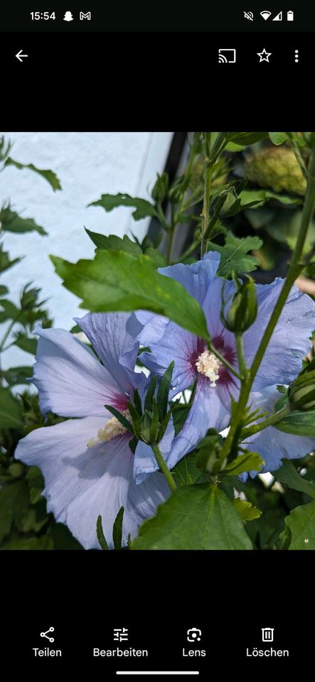 Garten Hibiskus Blau in Kolbermoor