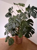 Monstera Deliciosa- Fensterblatt 180 cm Zimmerpflanze Baden-Württemberg - Giengen an der Brenz Vorschau