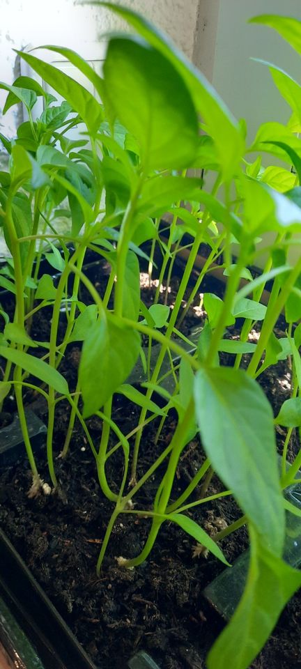 Peperoni /Chili /Gurken Setzlinge in Solingen