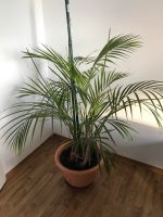 Gesunde Schöne große Palme zu verkaufen Bayern - Amberg Vorschau
