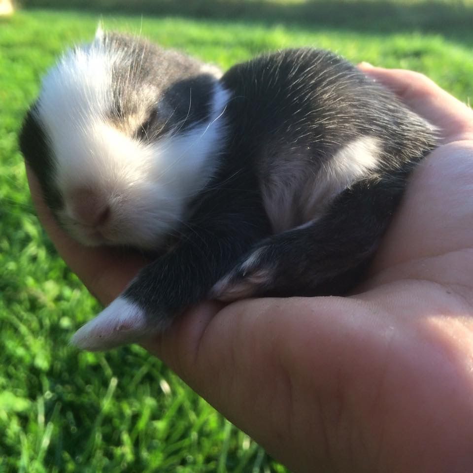 Mini Lops/Zwergwidder Kaninchen aus erfahrener, seriöser Zucht in Steinhagen