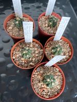 5 Ferocactus recurvus var. latispinus, junger Kaktus Nordrhein-Westfalen - Jülich Vorschau