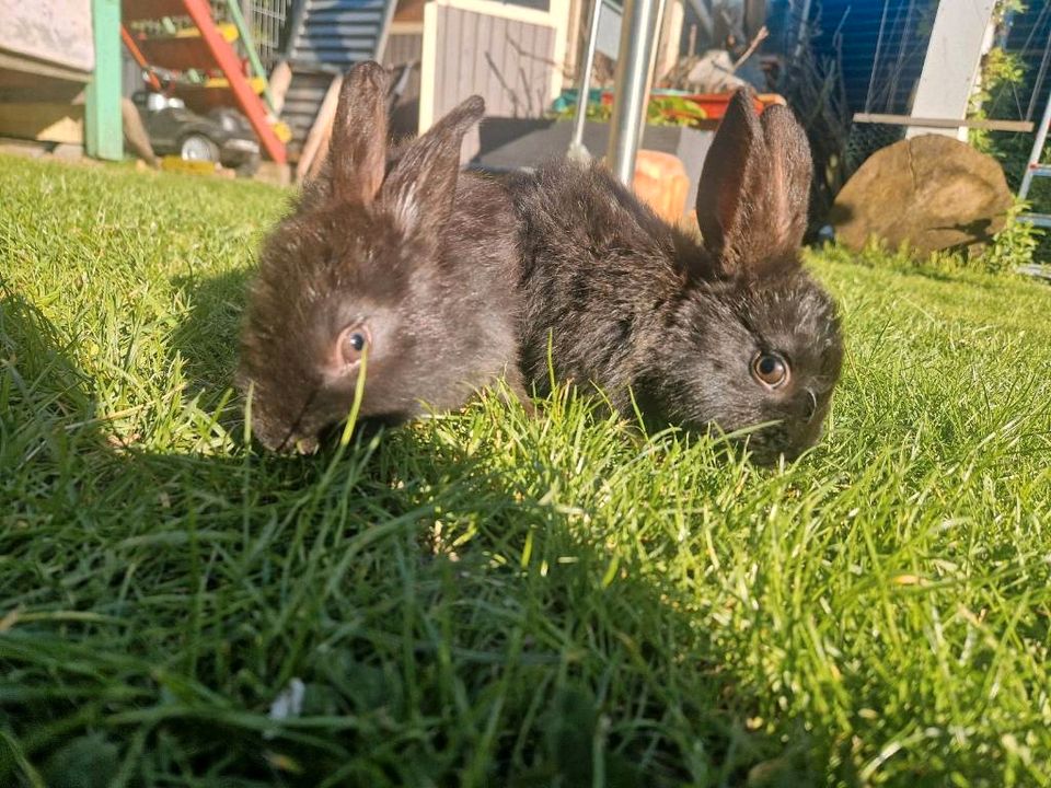 Baby Kaninchen in Wolfsburg