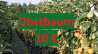 Apfelbaum Obstbaum Säulenapfel Pfirsich Kirsche Nektarine Feige Nordrhein-Westfalen - Detmold Vorschau